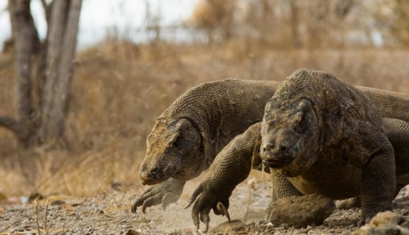 komodo dragons 