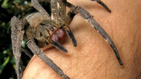 Brazilian wandering spider