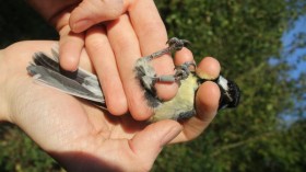 great tit 