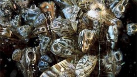 Zebra Mussels