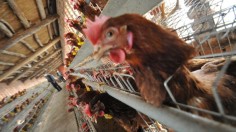 Avian Flu Outbreak Expected in Europe and Asia