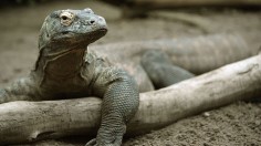 Virgin Komodo Dragon