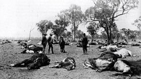 dead cattle, noxious weeds 