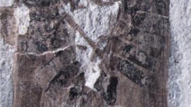 Fossil