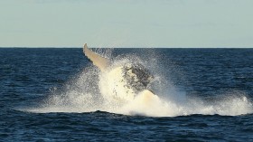 How Do Whales Talk? Whale 'Talking' Different From Singing, Scientists Discover