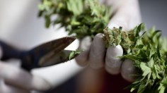 Israel Pioneers Use Of Medical Marijuana