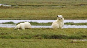 Polar bears