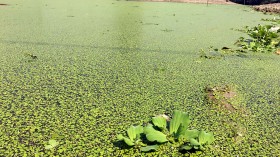 How to aquatic plants pollinate?