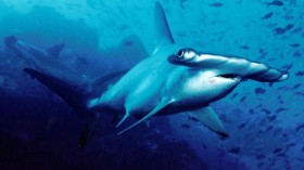 Carolina hammerhead 