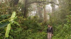 Cloud forest trees