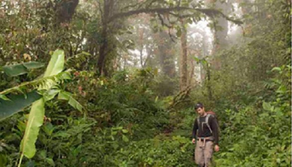 Cloud forest trees