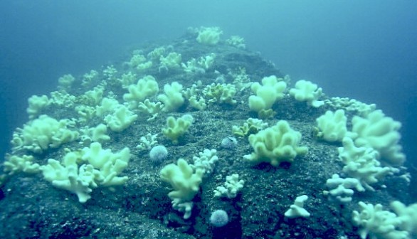 The secret of how sea urchins get their spines