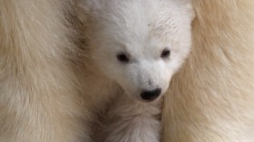 Munich Zoo Presents Twin Polar Bear Babies