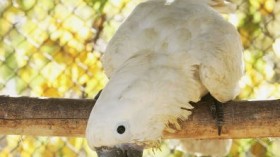 Parrotlet in protective goggles creates a vortex to aid flight research