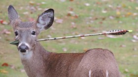 Deer with arrow