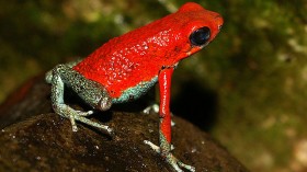  granular poison frog, Oophaga granulifera.