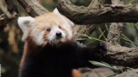 red panda cub 