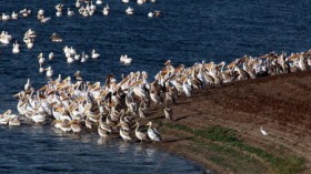 Bird buildup along Great Lakes during migration season