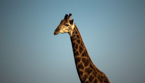 Giraffes May Become Extinct, Scientists Say