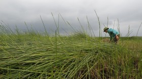 Tropical grass