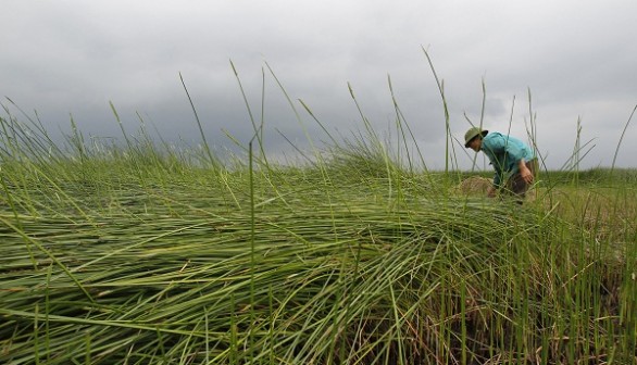 Tropical grass