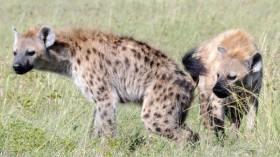 spotted hyenas 