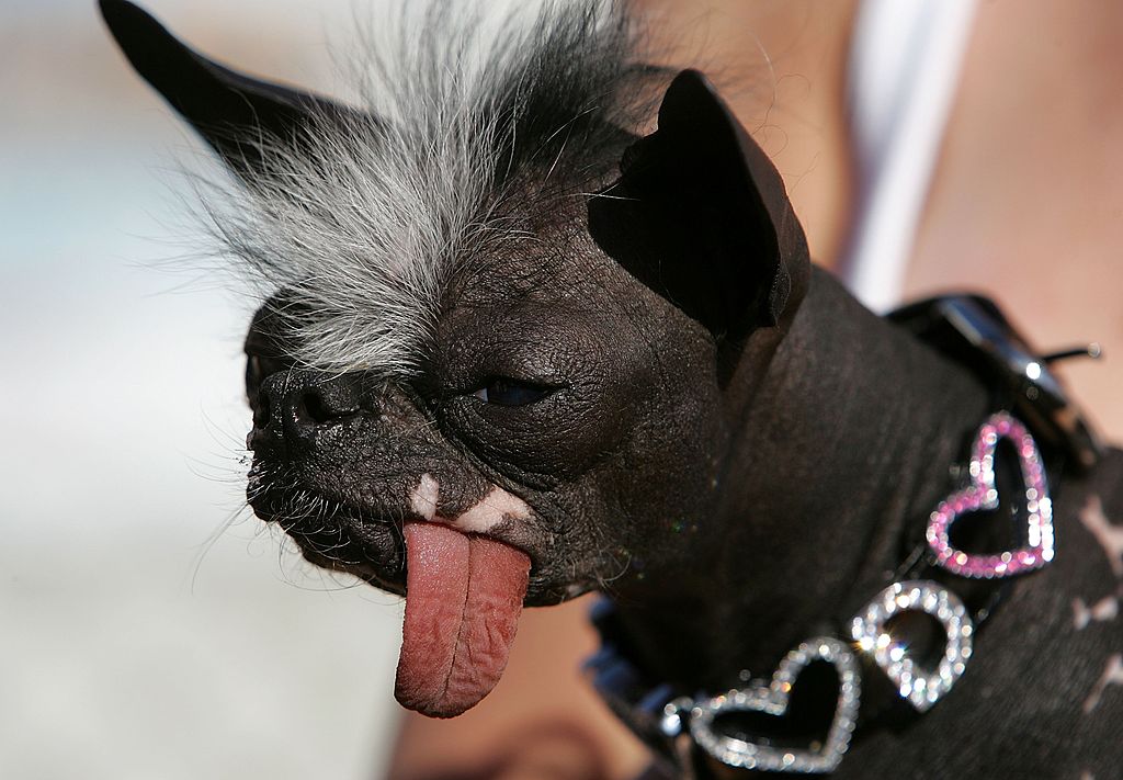 Looks Count: 'Ugly Animals' Don't Get Much Donations as Cute Ones Do