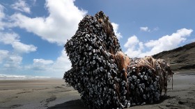 Large Barnacle Covered Object Washed Up On Muriwai Beach