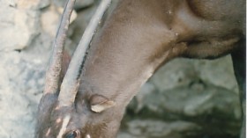 Saola