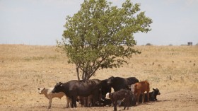 Record Heat Wave Exacerbates Devastating Drought In Central U.S.