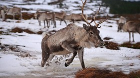 Reindeer Herd Prepare For Christmas In The Cairngorms National Park