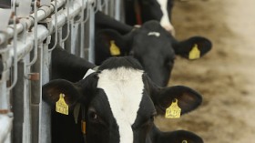 The high fatality in cow cloning explained