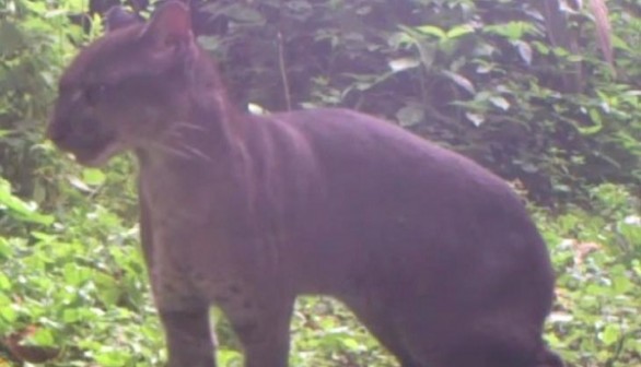 African golden cat