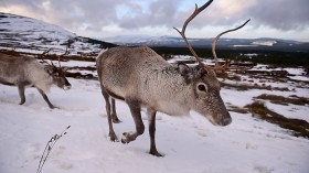 Reindeer