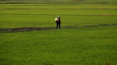 Rice paddies