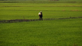 Rice paddies