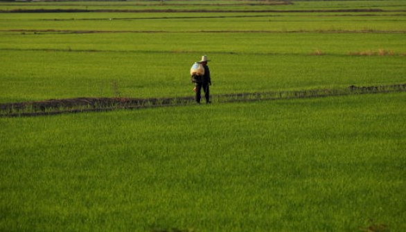 Rice paddies