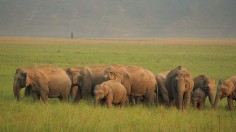 Indian elephants 