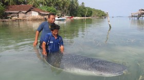 whale shark 