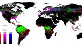 forest cover