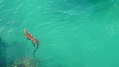 marine iguana 