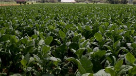 Havana Hosts Annual Tobacco Festival