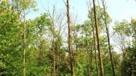 Chestnut blight, Cryphonectria parasitica, on American chestnut, Castanea dentate.