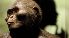 Our Ancient Ancestor Might Have Been in a Polygynous Relationship