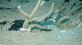 Acropora is adapted to growing fast and excelling in competition (shown here), but it ultimately loses when the physical environment changes to become more harsh.