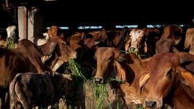 Cow Shelters Grow In Popularity As Beef Eating Is Made Illegal