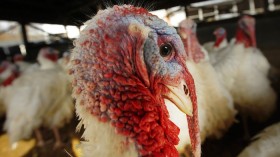 A turkey looks around its enclosure at Seven Acres Farm in North Reading, Massachusetts November 21, 2012