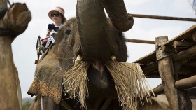 Tourists Dig Through Elephant Dung At Thailand's 'PooPooPaper' Park