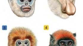 primates 