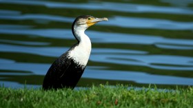 Bacteria control levels of dangerous pollutant in seabirds